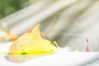 拜仁莱万梅开二度战胜门兴